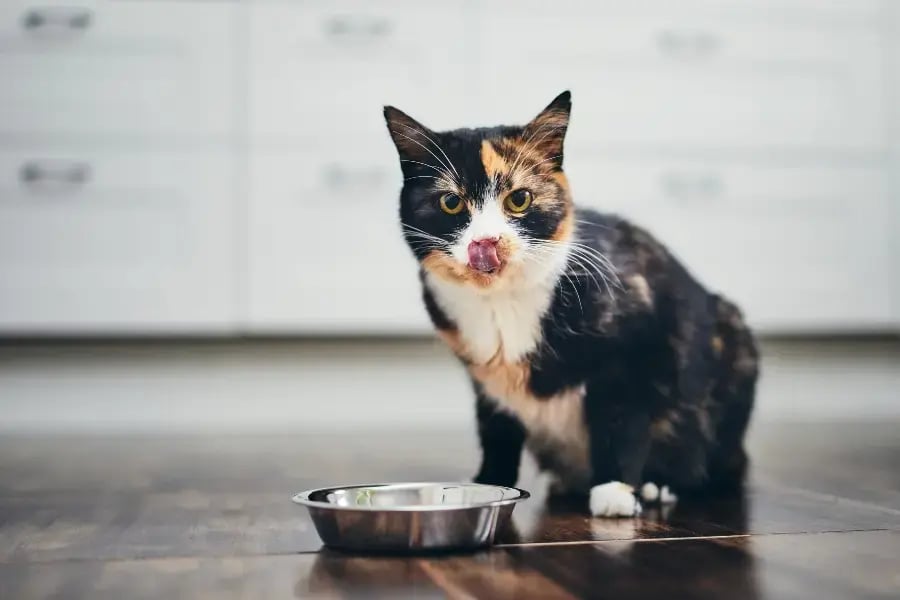 Top cat food brands canada cheap